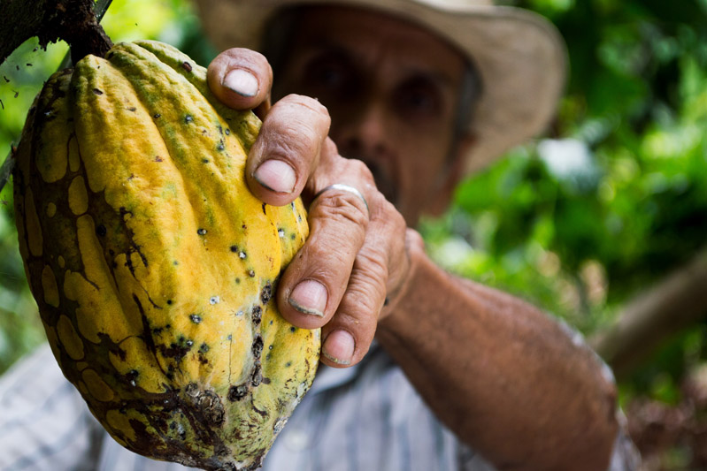 Faits rapides sur le chocolat et le cacao