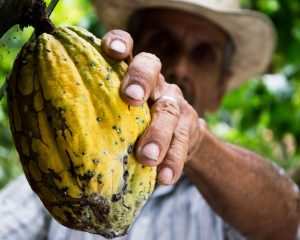 Snapal Cocoa Production